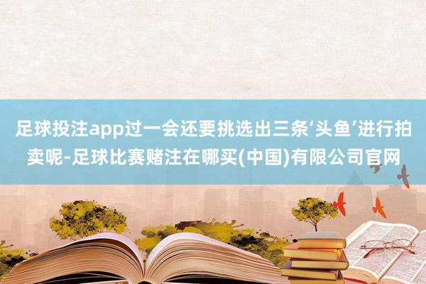 足球投注app过一会还要挑选出三条‘头鱼’进行拍卖呢-足球比赛赌注在哪买(中国)有限公司官网