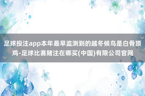 足球投注app本年最早监测到的越冬候鸟是白骨顶鸡-足球比赛赌注在哪买(中国)有限公司官网