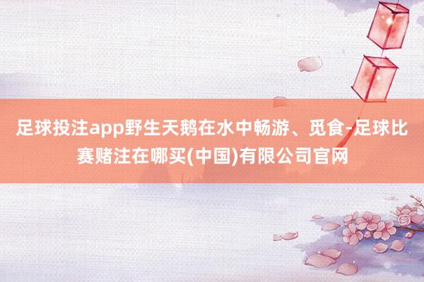 足球投注app野生天鹅在水中畅游、觅食-足球比赛赌注在哪买(中国)有限公司官网