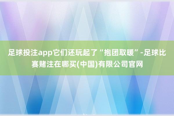 足球投注app它们还玩起了“抱团取暖”-足球比赛赌注在哪买(中国)有限公司官网